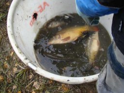2013 Abfischen