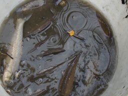 2013 Abfischen