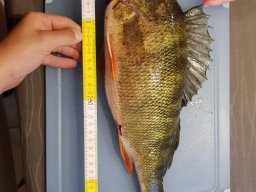 img-20180825-wa0000